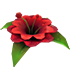 Forgotten Flower