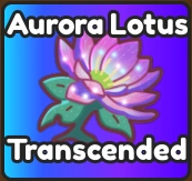 Aurora Lotus