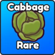 Cabbage