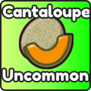 Cantaloupe