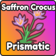 Saffron Crocus