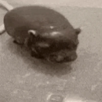 Hippo Shower