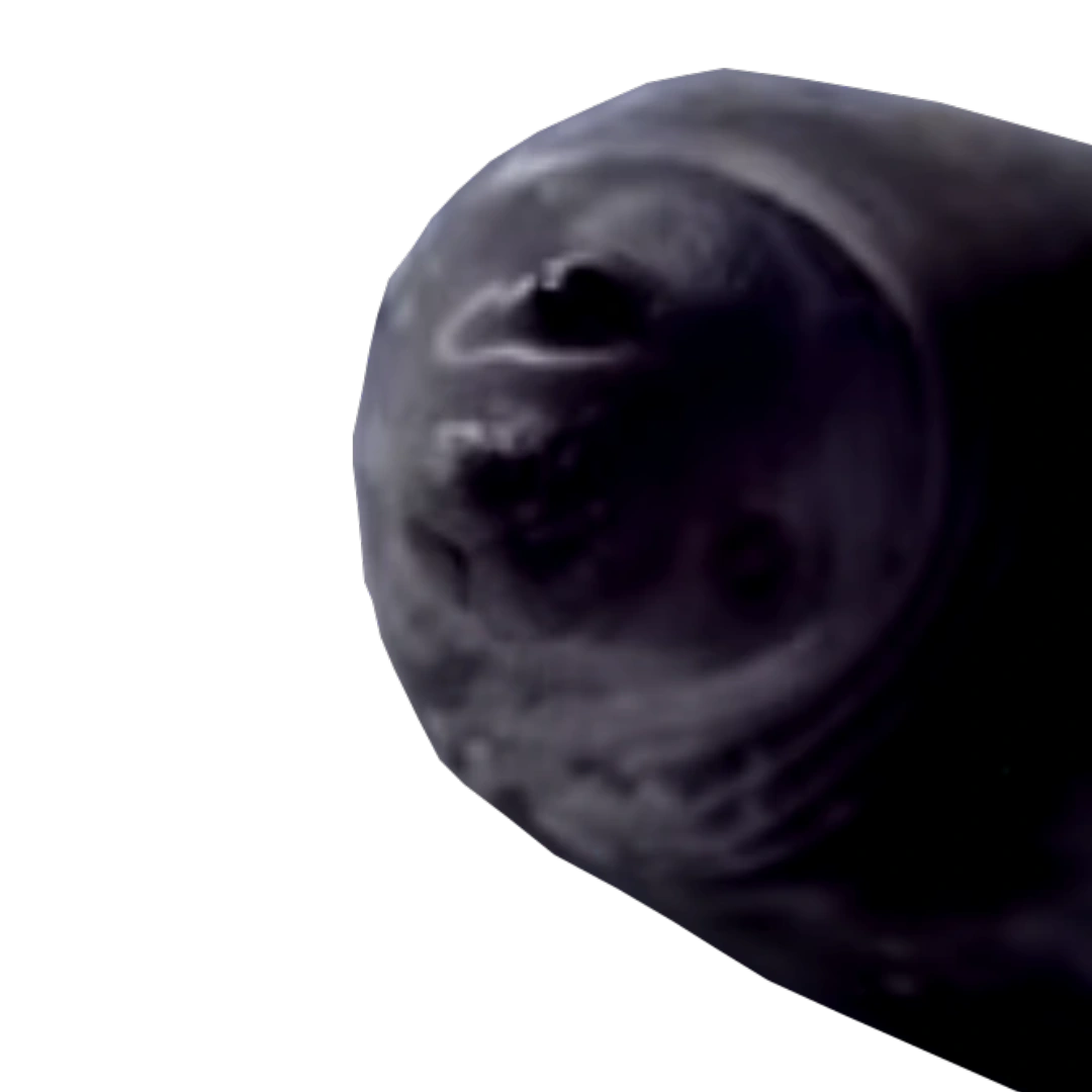 Seal