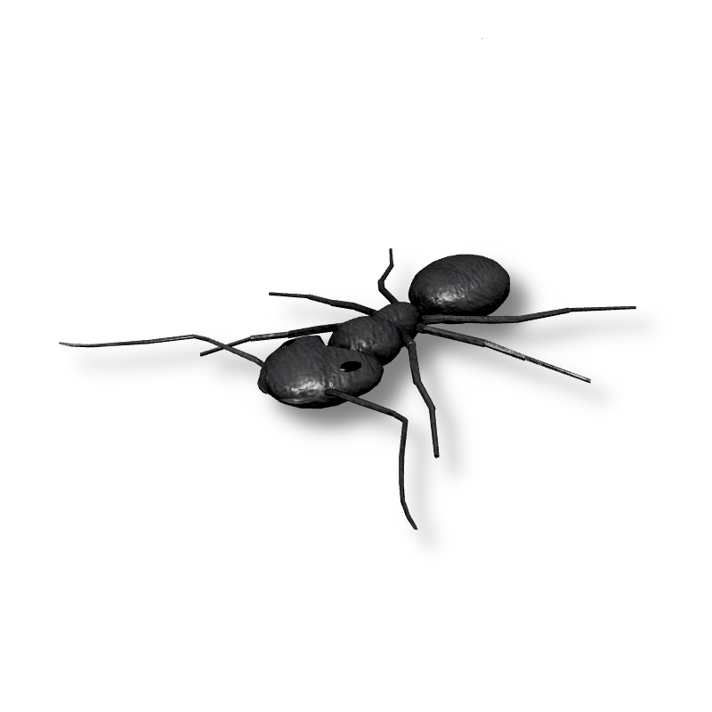 Ant