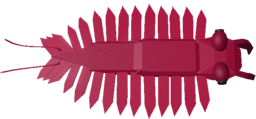 Anomalocaris
