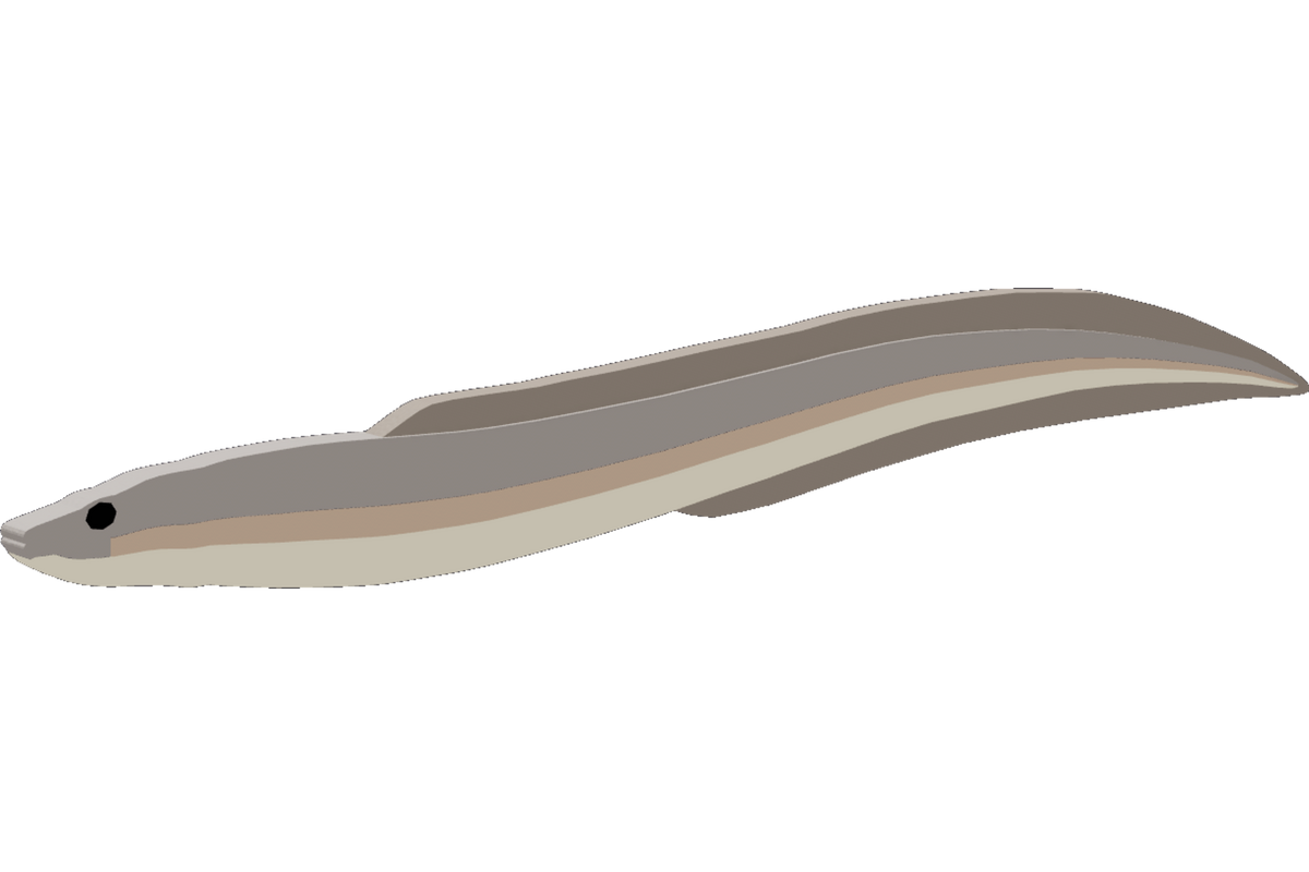Conger Eel