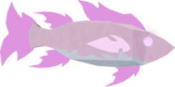 Crystal Wrasse