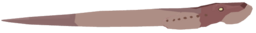 Giant Lamprey