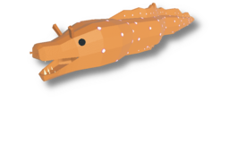 Japanese Dragon Eel