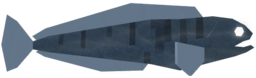 Net Wolffish