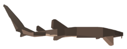 Nurse Shark