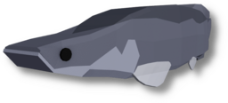 Pirarucu