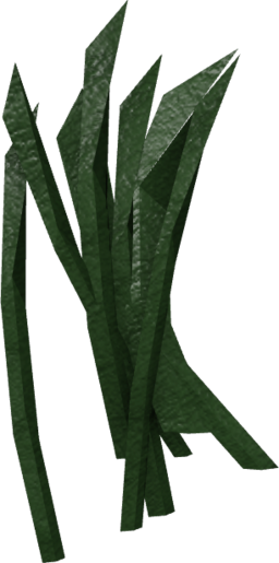 Seaweed