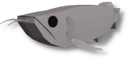 Silver Arowana