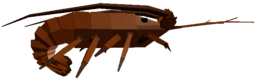 Spiny Sunstone Lobster