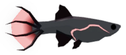 Wretched Guppy