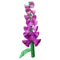 Foxglove
